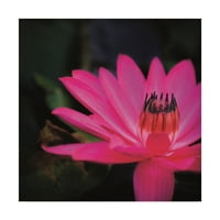 Marcă comercială Fine Art 'Bright Pink Lotus' Canvas Art de Christine Sainte-Laudy