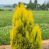 Expert grădinar 3G Arborvitae Forever Goldy Patio plante vii veșnic verzi galben plin de soare
