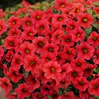 Case mai bune și grădină 5 Multi Color Part Sun 1.5 halbă Calibrachoa Live Plant Pot