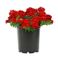 Case și Grădini mai bune 2,5 Qt Verbena multicoloră plante vii cu Ghiveci de Cultivator