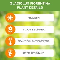 Grădină Bulb Stat Gladiolus Fiorentina Bulbi De Flori