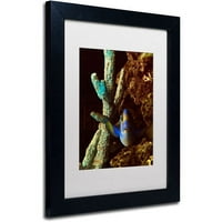 Marcă comercială Fine Art Fish in the Rocks Canvas Art de Kurt Shaffer, alb mat, cadru negru