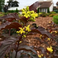 Van Zyverden Diervilla Nightglow 4 ghiveci Rocketliners planta galben plin soare ușor să crească lbs